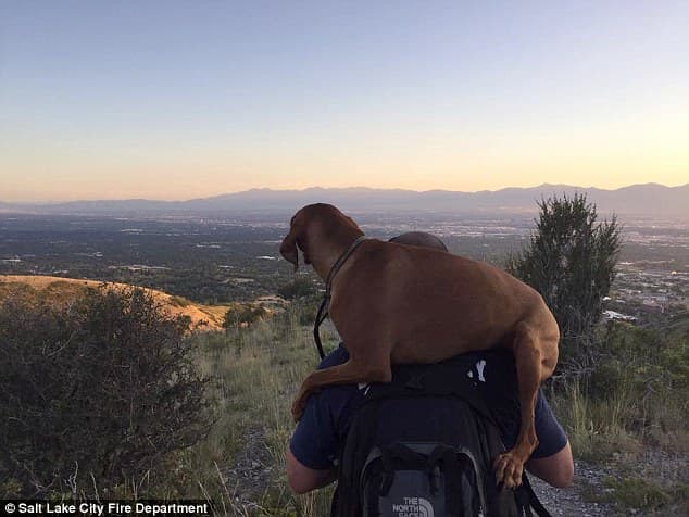 would you carry an injured dog miles to find help ?