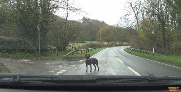Should people who dump animals on roadsides feel exactly what that animal felt?